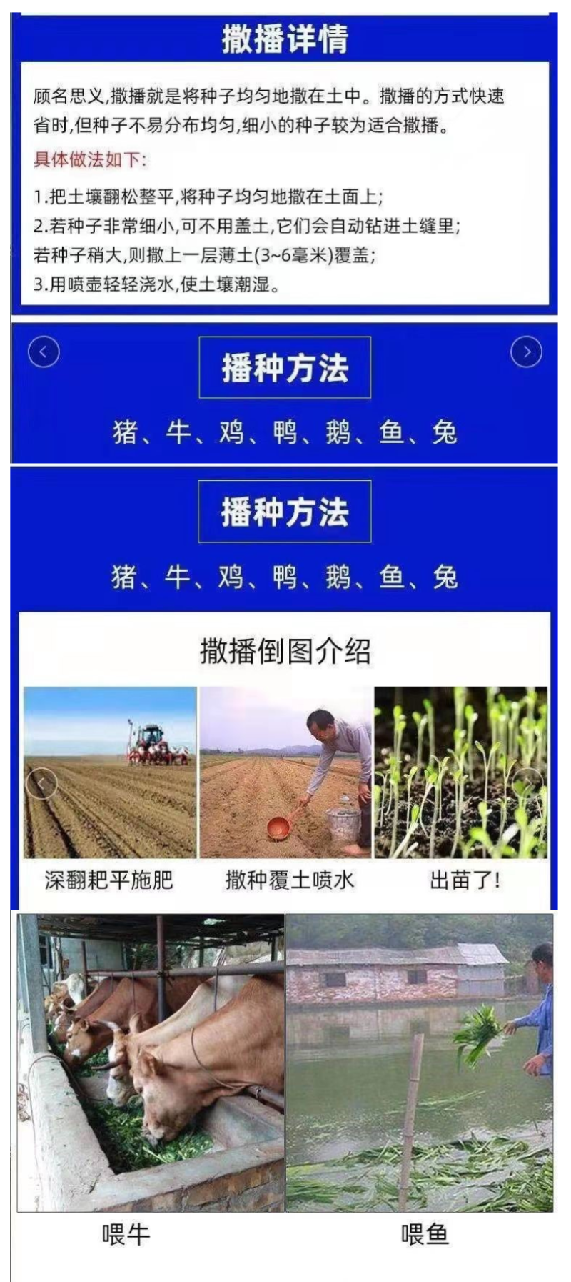 甜高粱种籽喂羊的饲料草畜牧多年生牧草种子饲用大力士甜高粱