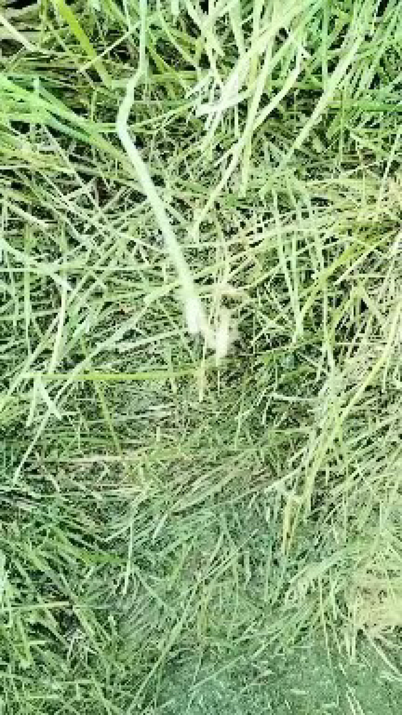 货到付全款苜蓿草肉牛肉羊低价苜蓿草欢迎联系