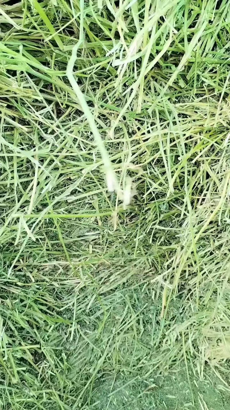 货到付全款苜蓿草肉牛肉羊低价苜蓿草欢迎联系