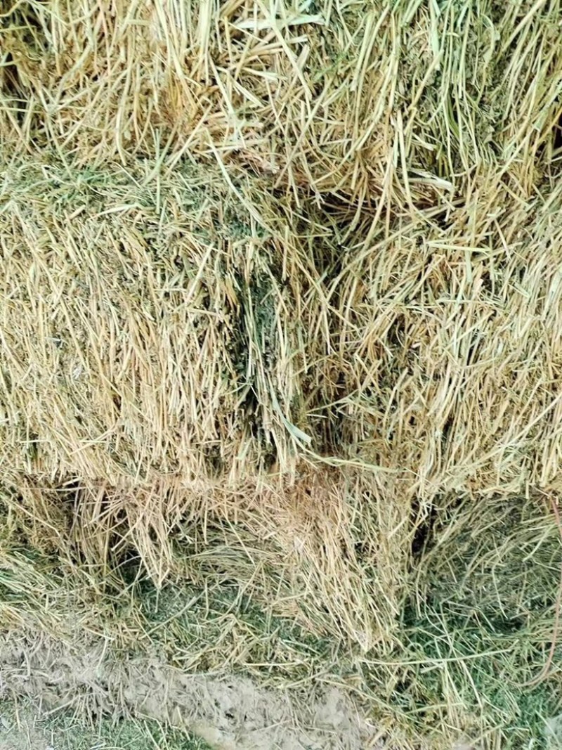 货到付全款苜蓿草肉牛肉羊低价苜蓿草欢迎联系