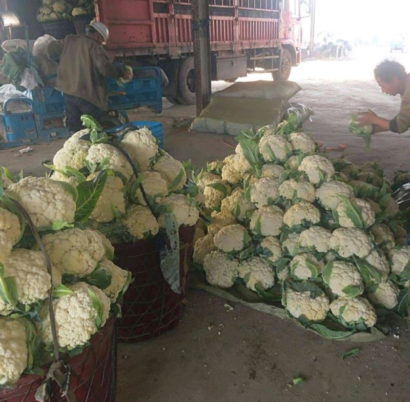 《实力》开封松花菜菜花花菜松花菜散花现货供应中