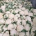 《实力》开封松花菜菜花花菜松花菜散花现货供应中
