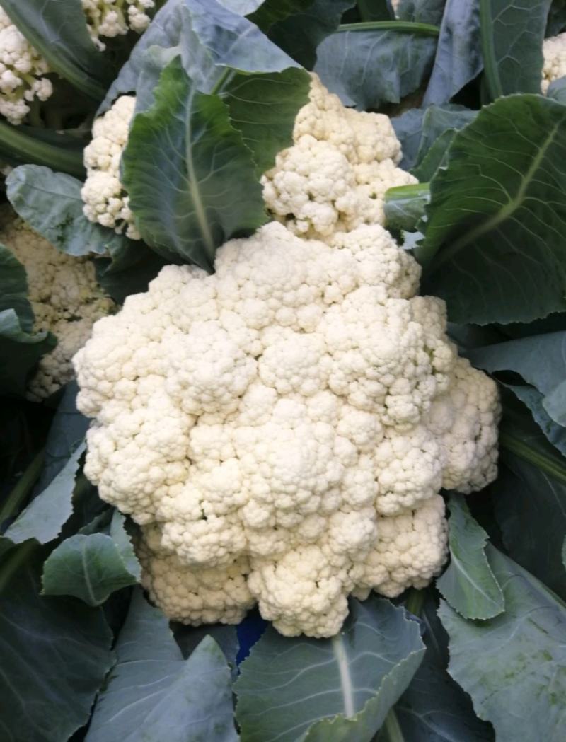 《实力》开封松花菜菜花花菜松花菜散花现货供应中