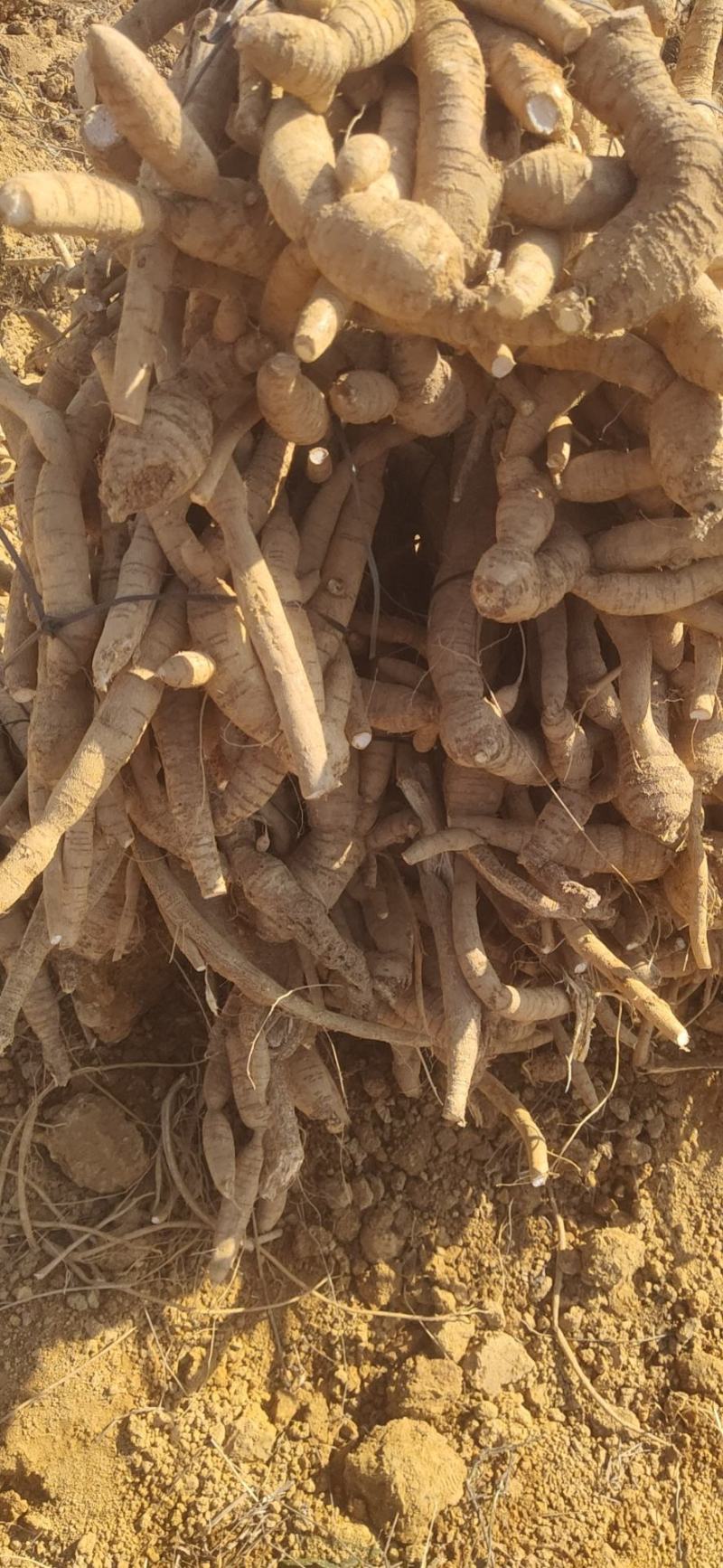 新鲜小叶牛大力，自产自销，货源充足，保质保量，