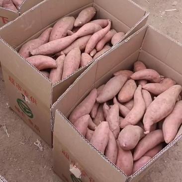 西瓜红种薯，现货上市中，西瓜红商品薯，红皮，红心