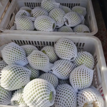玉露香梨