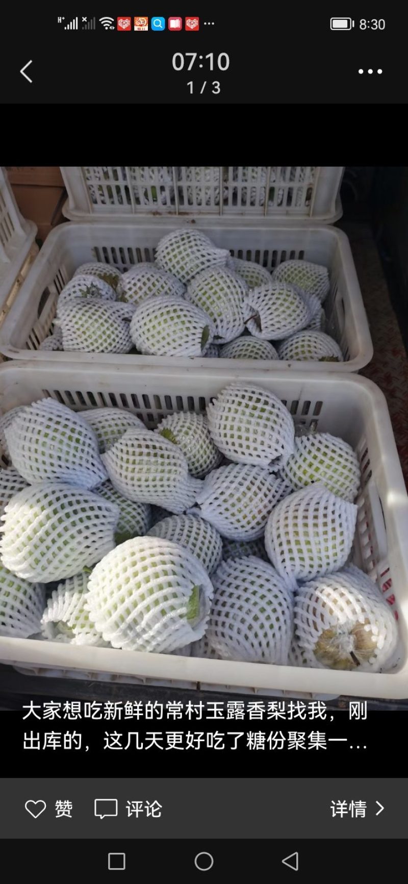 玉露香梨