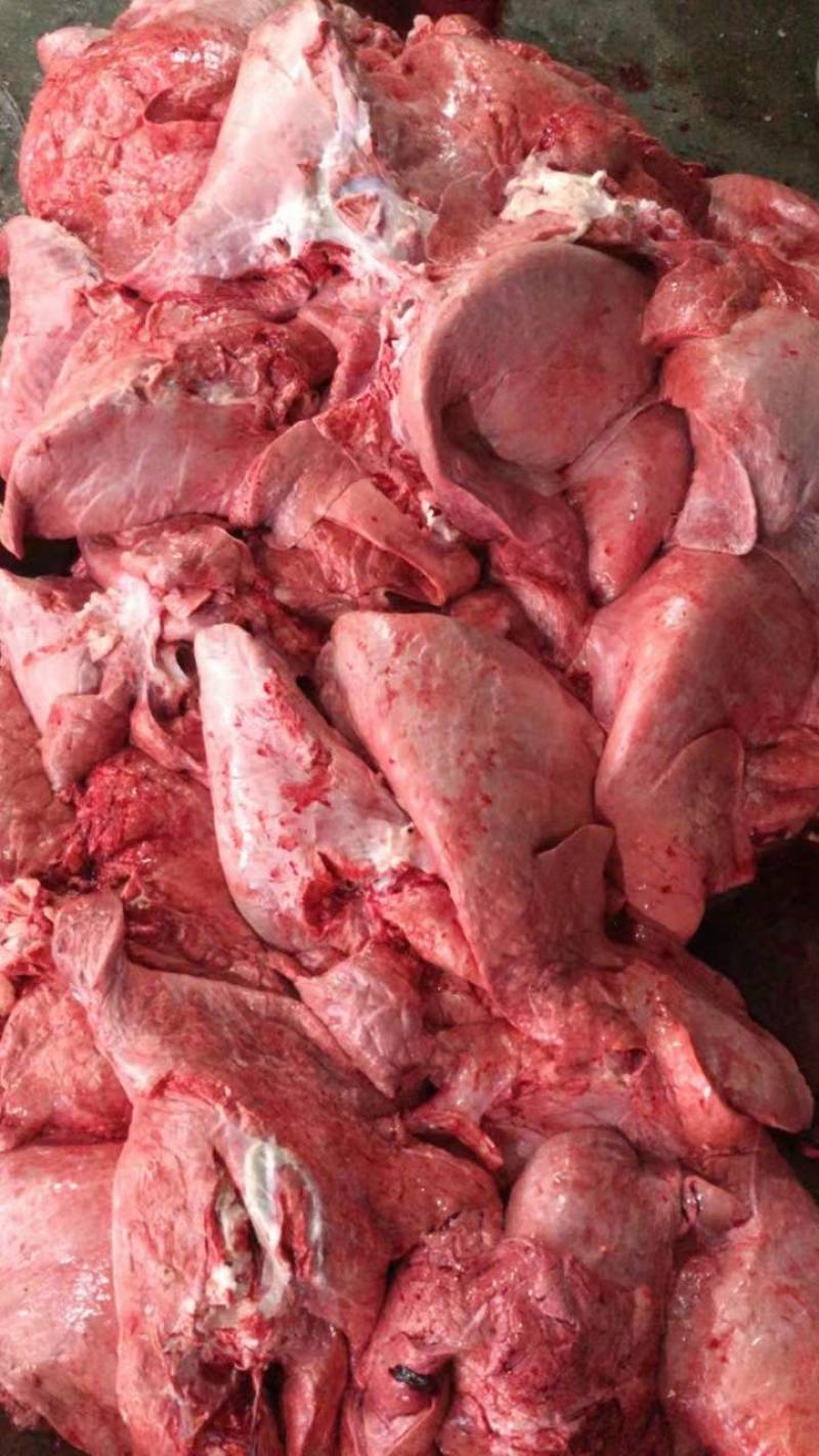 生牛肺广东生牛肺厂家直发货源稳定欢迎咨询合作量大代发
