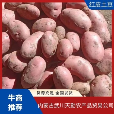 雪川土豆一手货源保质保量可视频看货代发全国