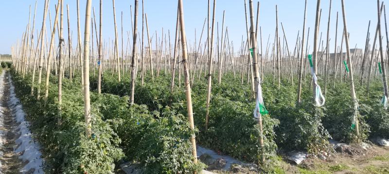 老千禧圣女果量大价优果型标准清甜可口爆浆果园直发