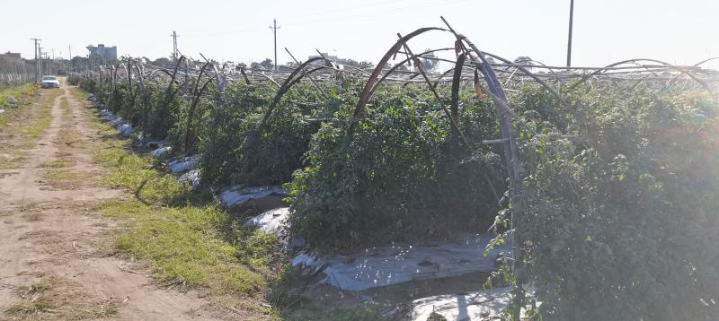 老千禧圣女果量大价优果型标准清甜可口爆浆果园直发