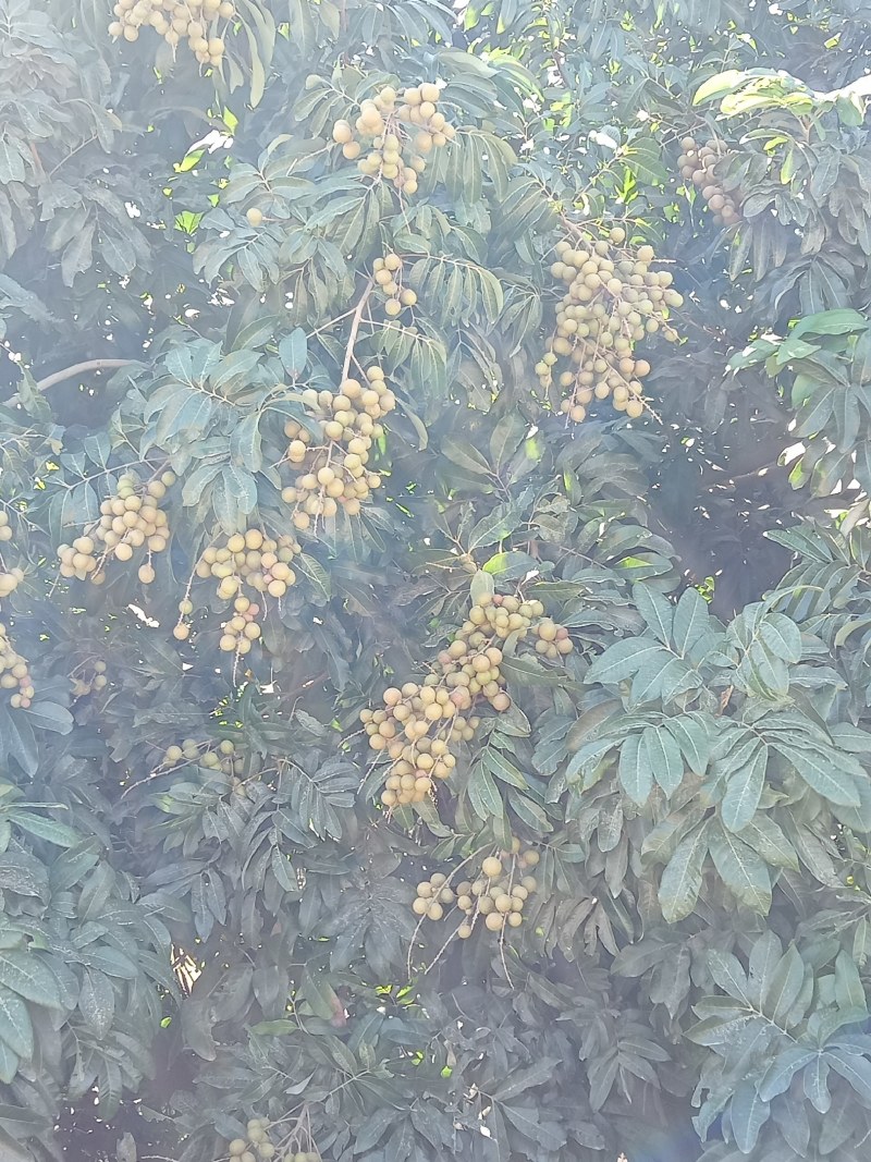 海南乐东龙眼准备上市