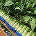 圆叶莴笋-基地直供-货源充足-保证质量。