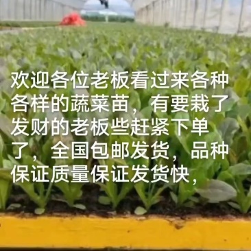 各种各样的蔬菜苗欢迎各位老板来订购私聊价格优惠