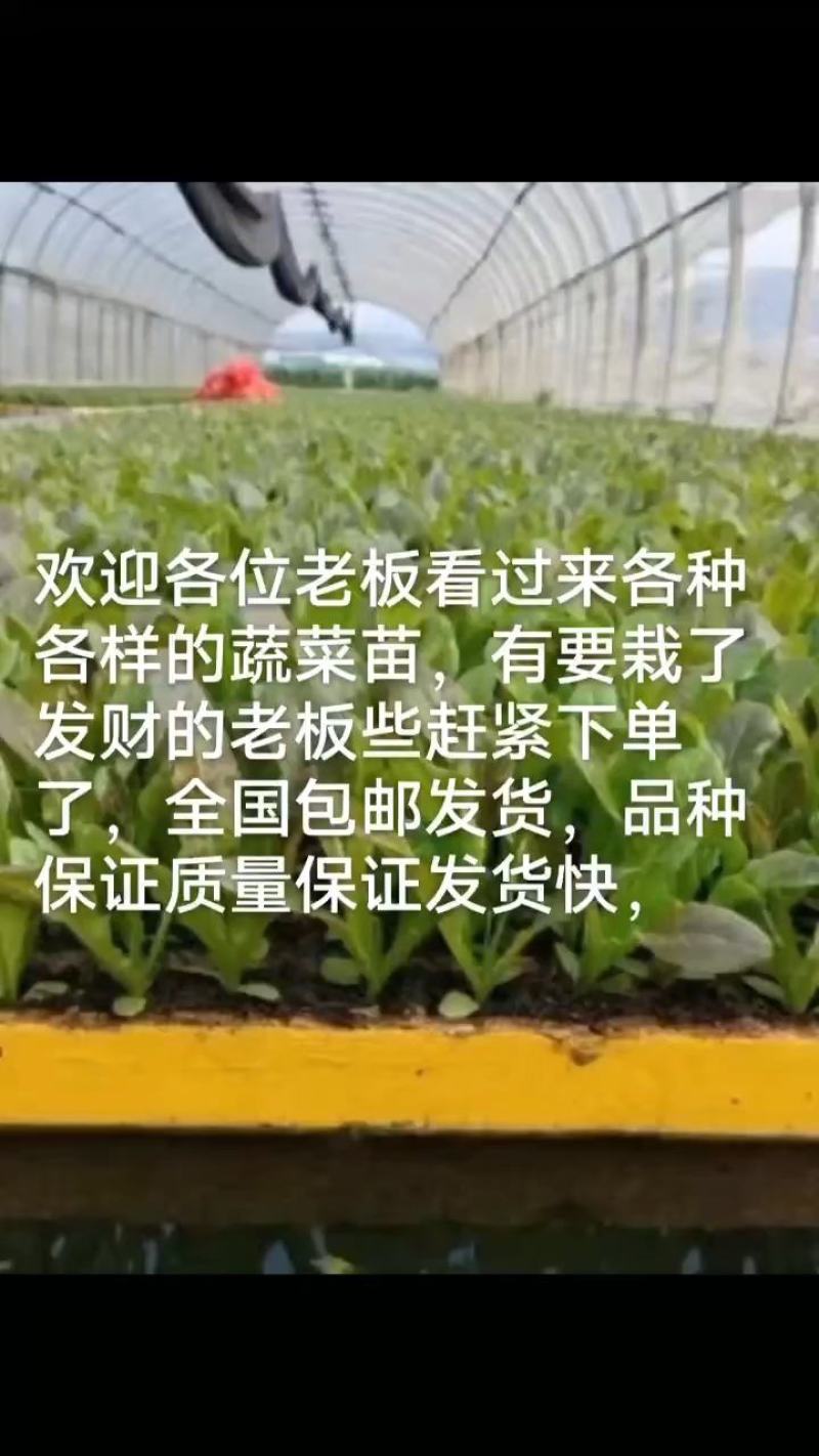 各种各样的蔬菜苗欢迎各位老板来订购私聊价格优惠