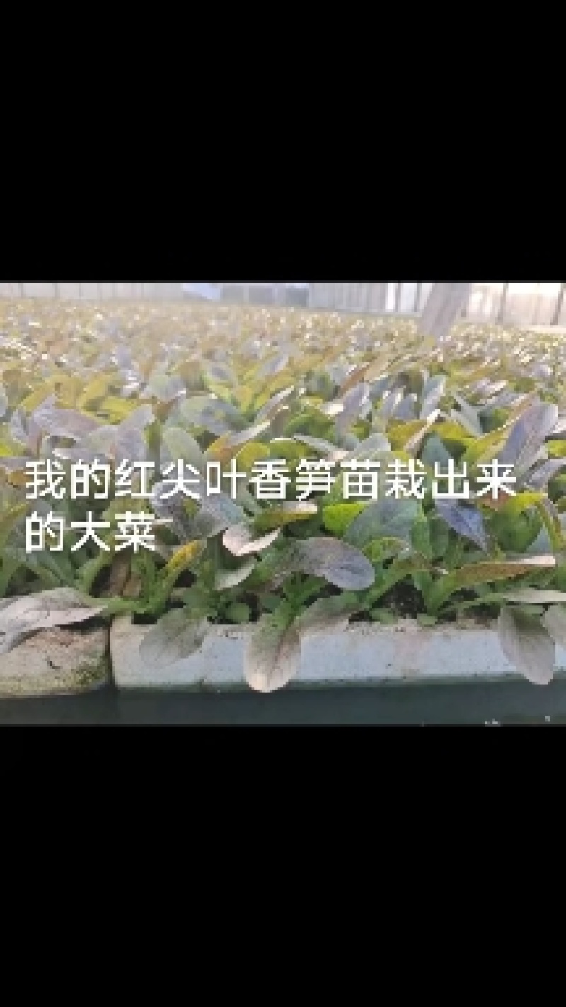 各种各样的蔬菜苗欢迎各位老板来订购私聊价格优惠