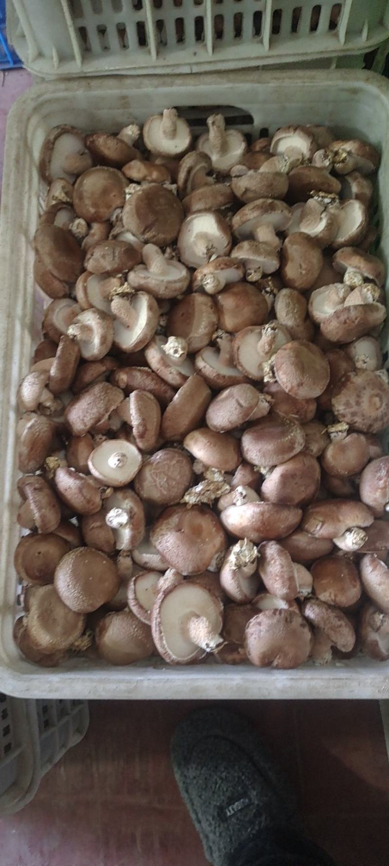 鲜香菇