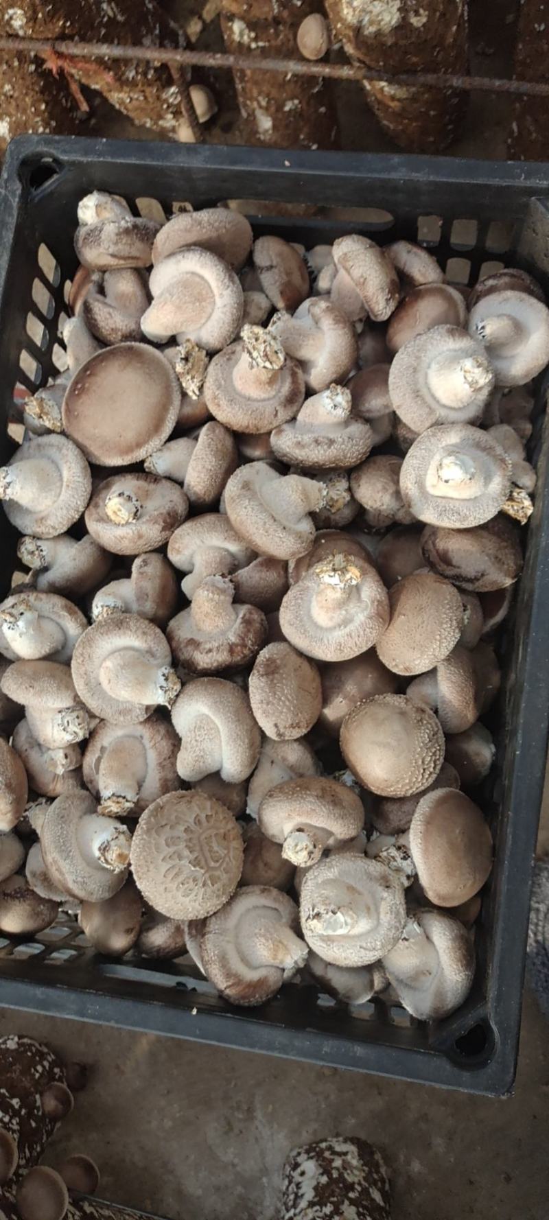 鲜香菇