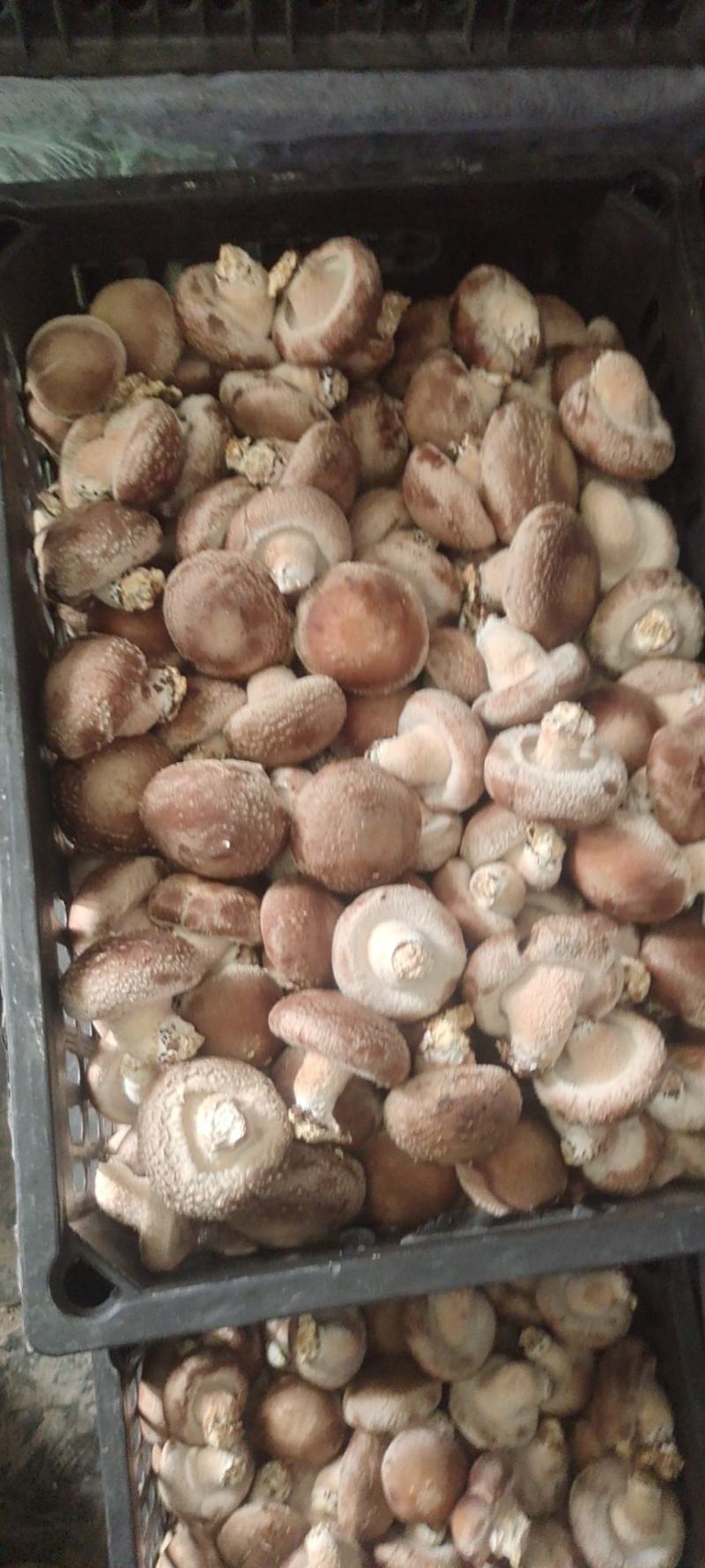 鲜香菇