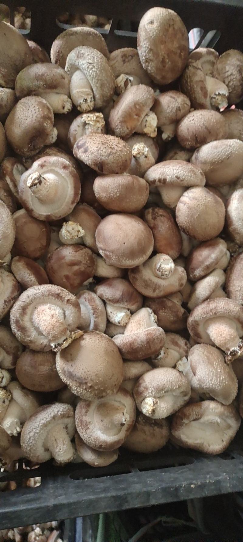 鲜香菇