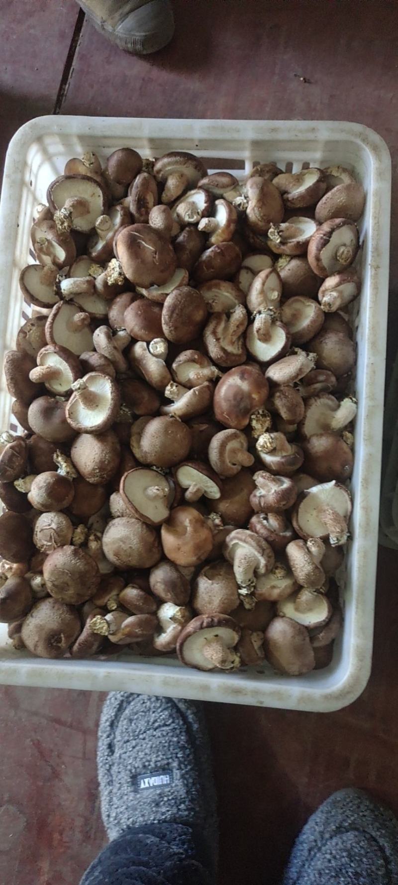 鲜香菇