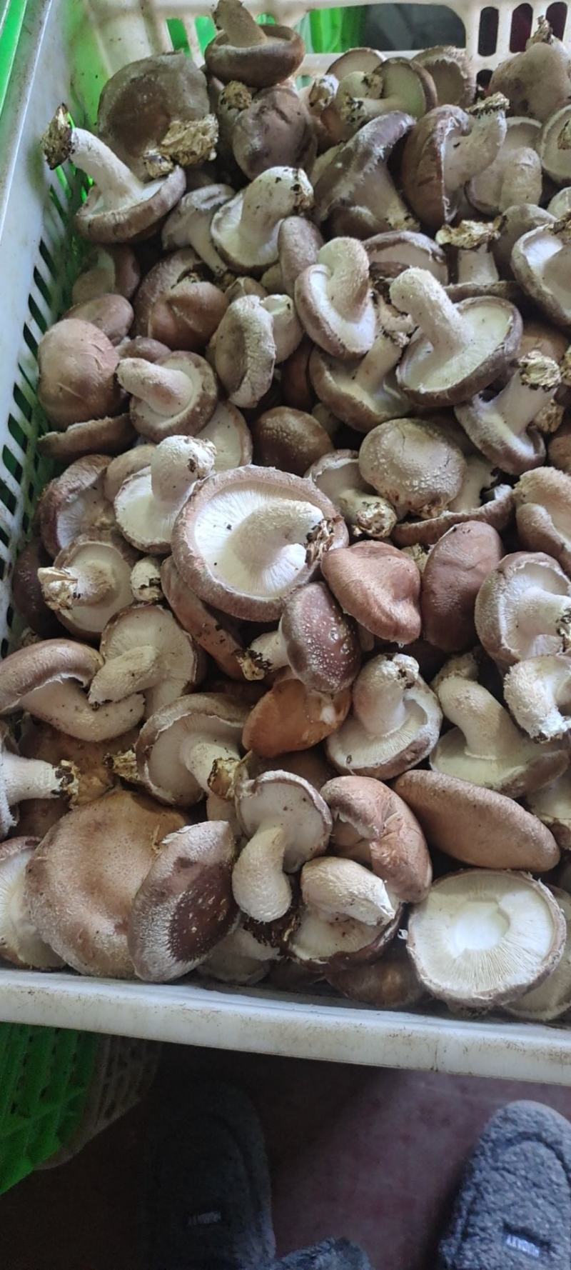鲜香菇