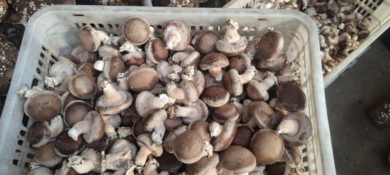 鲜香菇