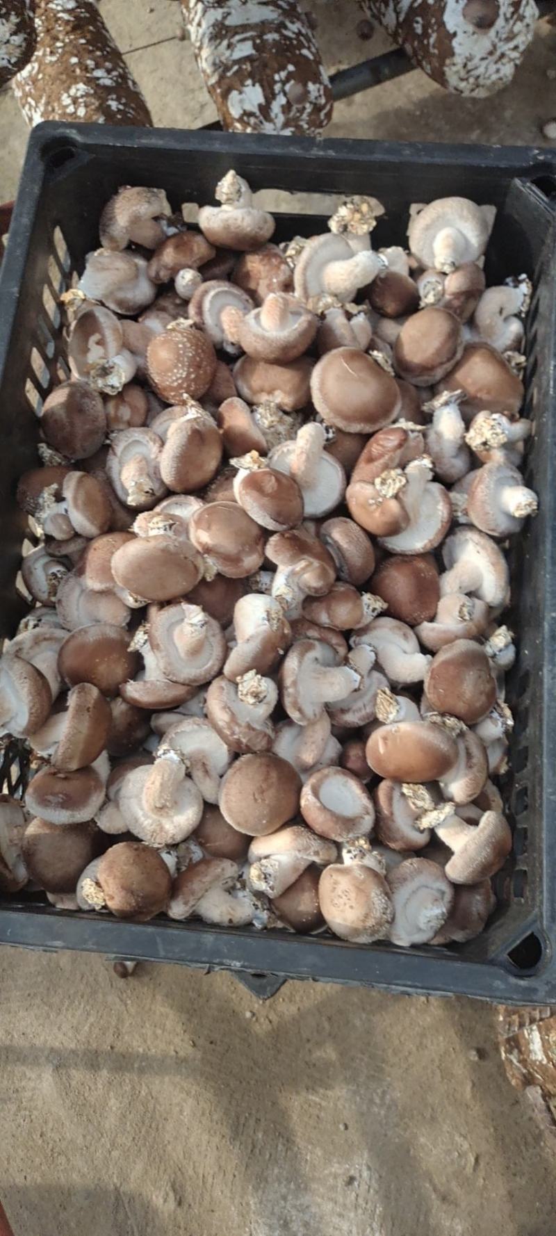 鲜香菇