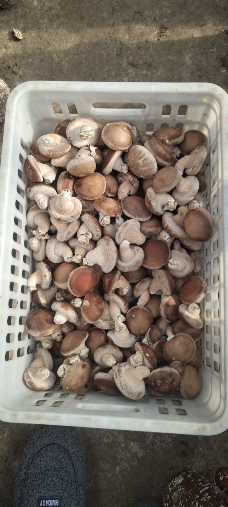鲜香菇