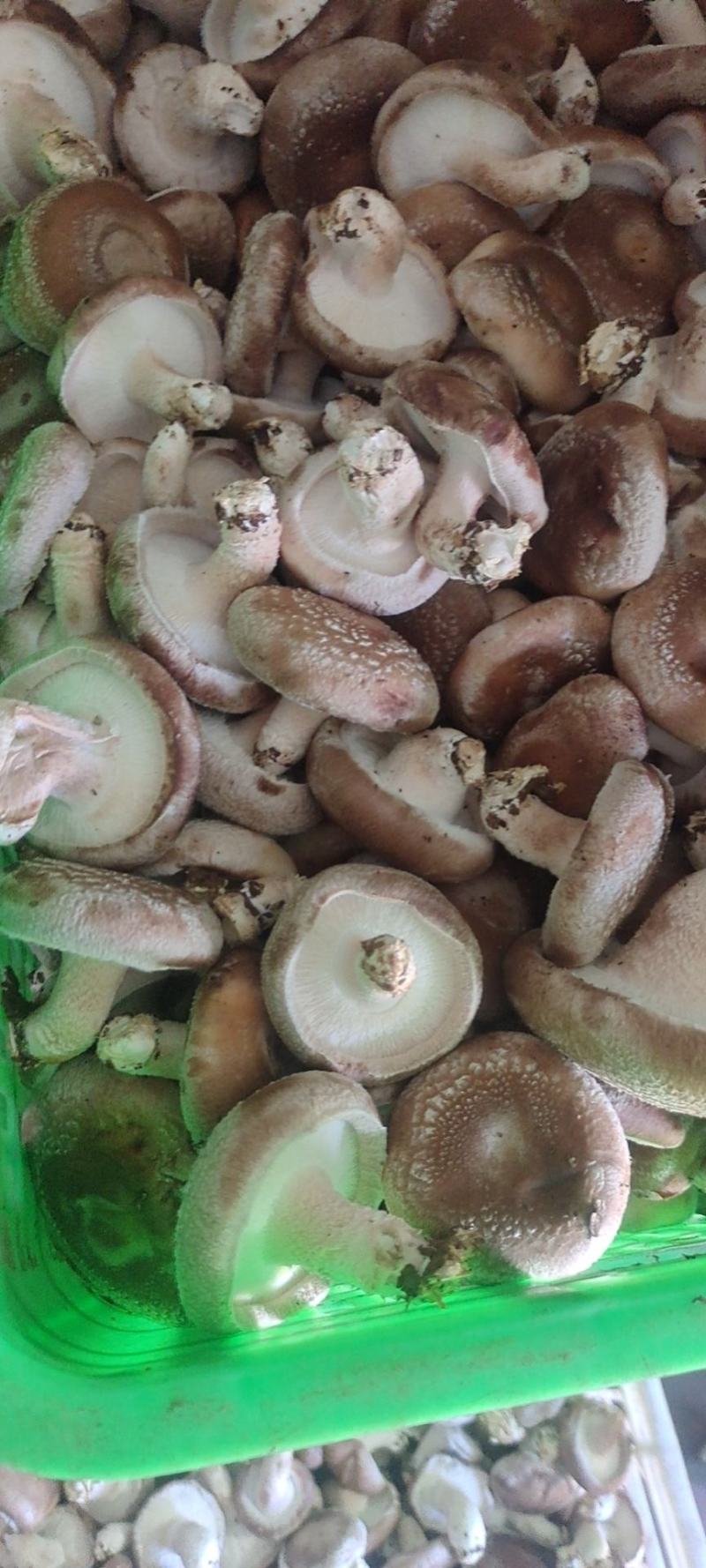 鲜香菇