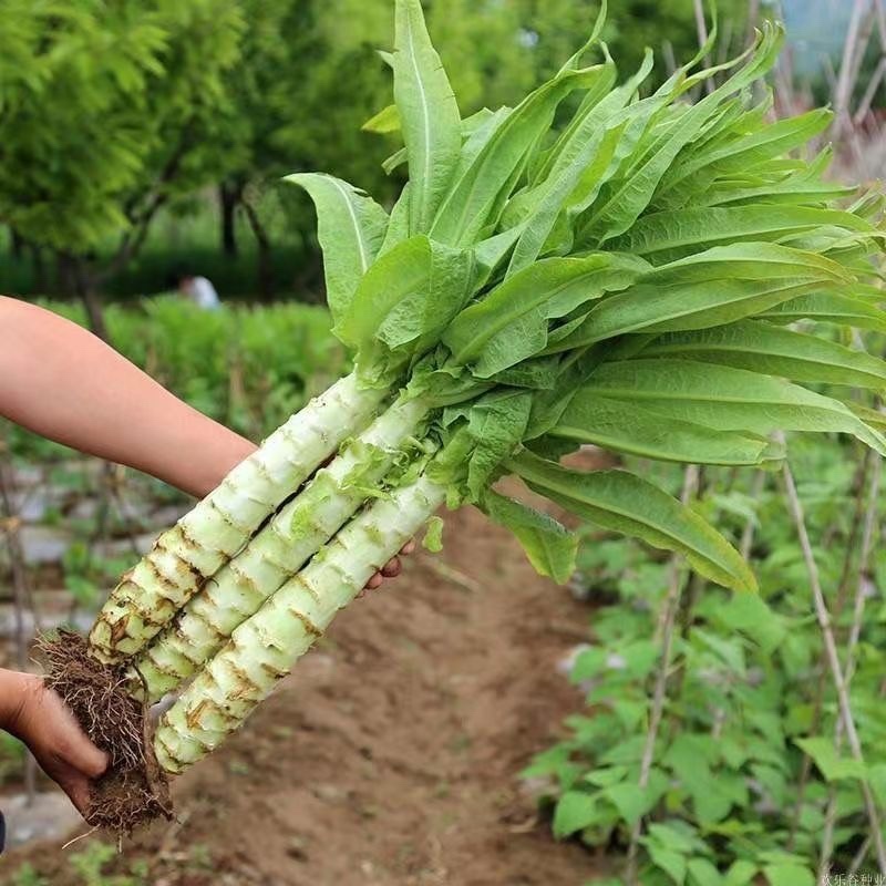 莴笋苗大量上市质量保证量大价优