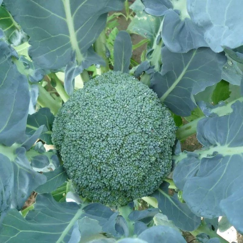 优质精品青花苗大量上市质量保证欢迎下单咨询
