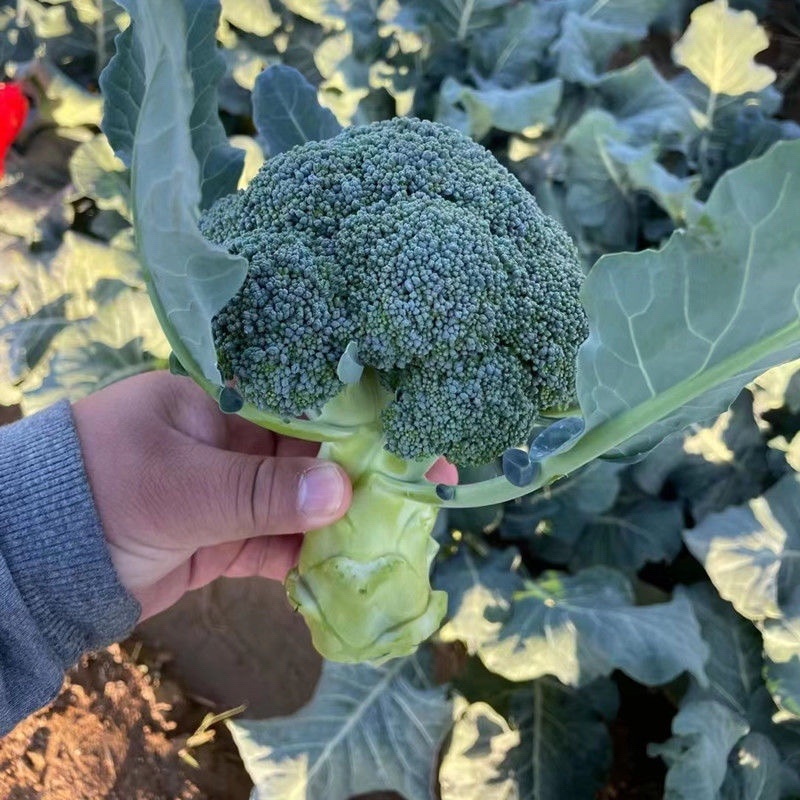 优质精品青花苗大量上市质量保证欢迎下单咨询