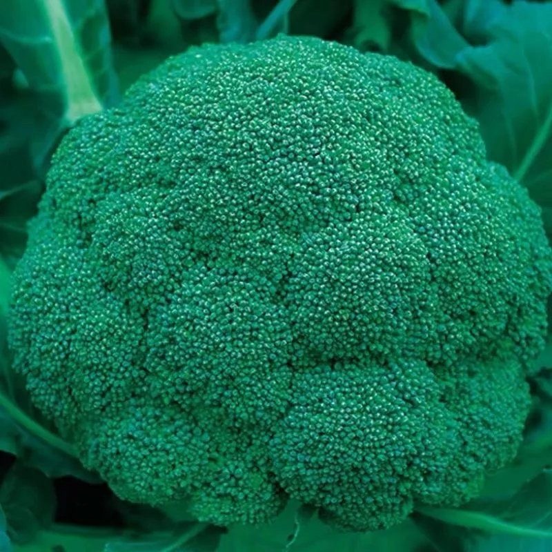 优质精品青花苗大量上市质量保证欢迎下单咨询