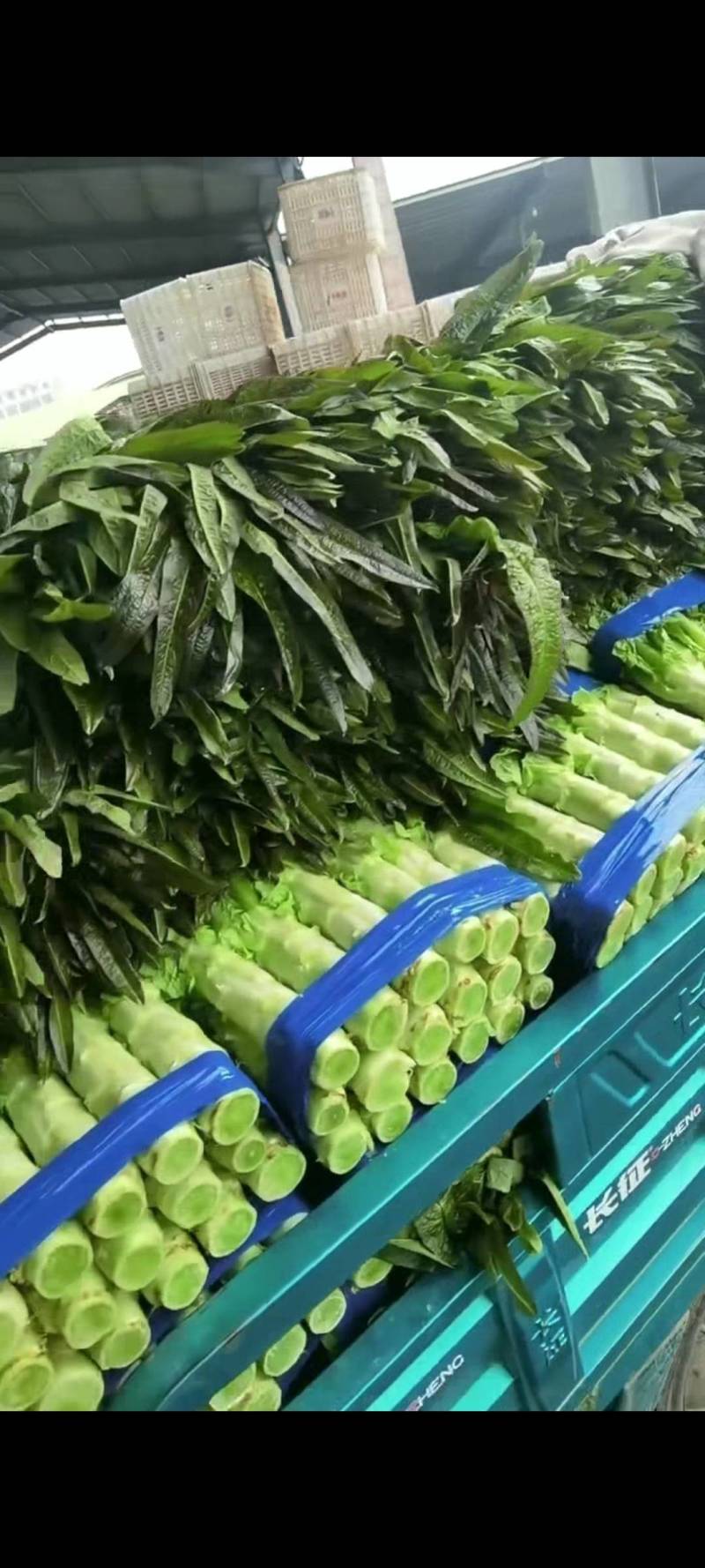 紫叶香莴苣-基地直供-视频看货-量大从优。