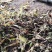 紫花宽叶白芨直播苗，苗龄一年