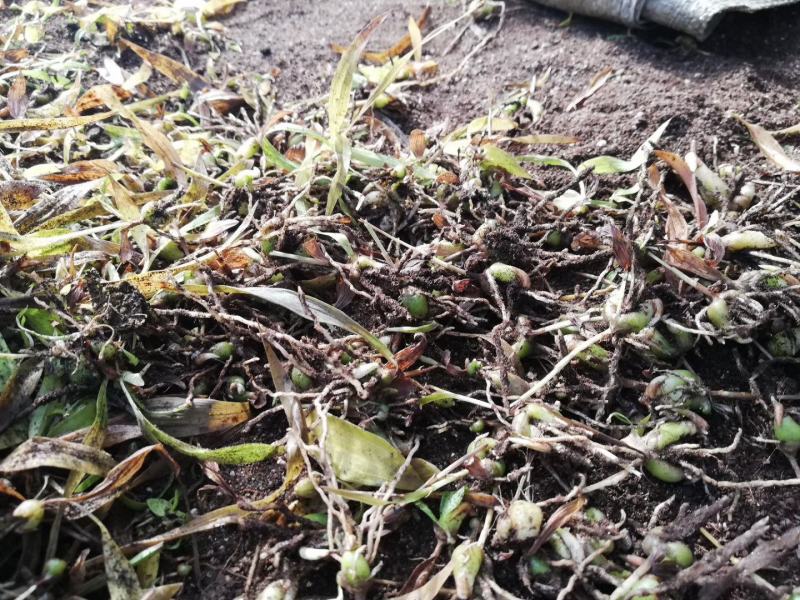 紫花宽叶白芨直播苗，苗龄一年