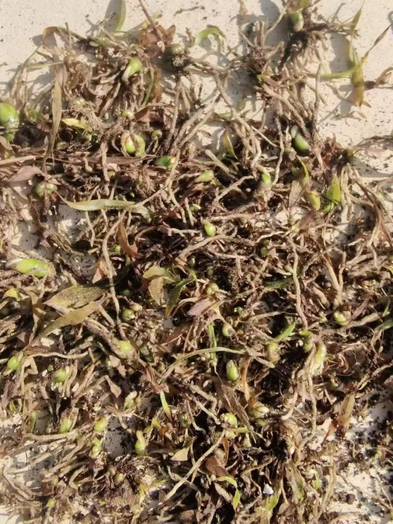 紫花宽叶白芨直播苗，苗龄一年
