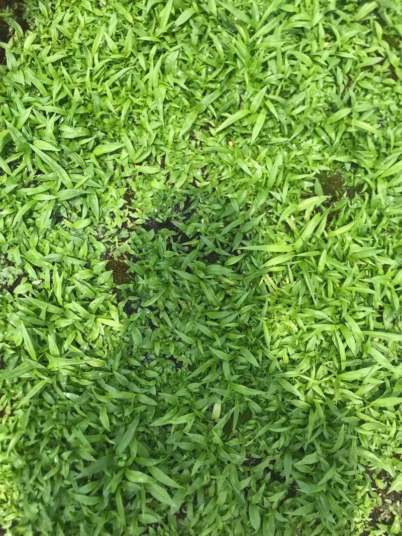 紫花宽叶白芨直播苗，苗龄一年