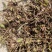 紫花宽叶白芨直播苗，苗龄一年