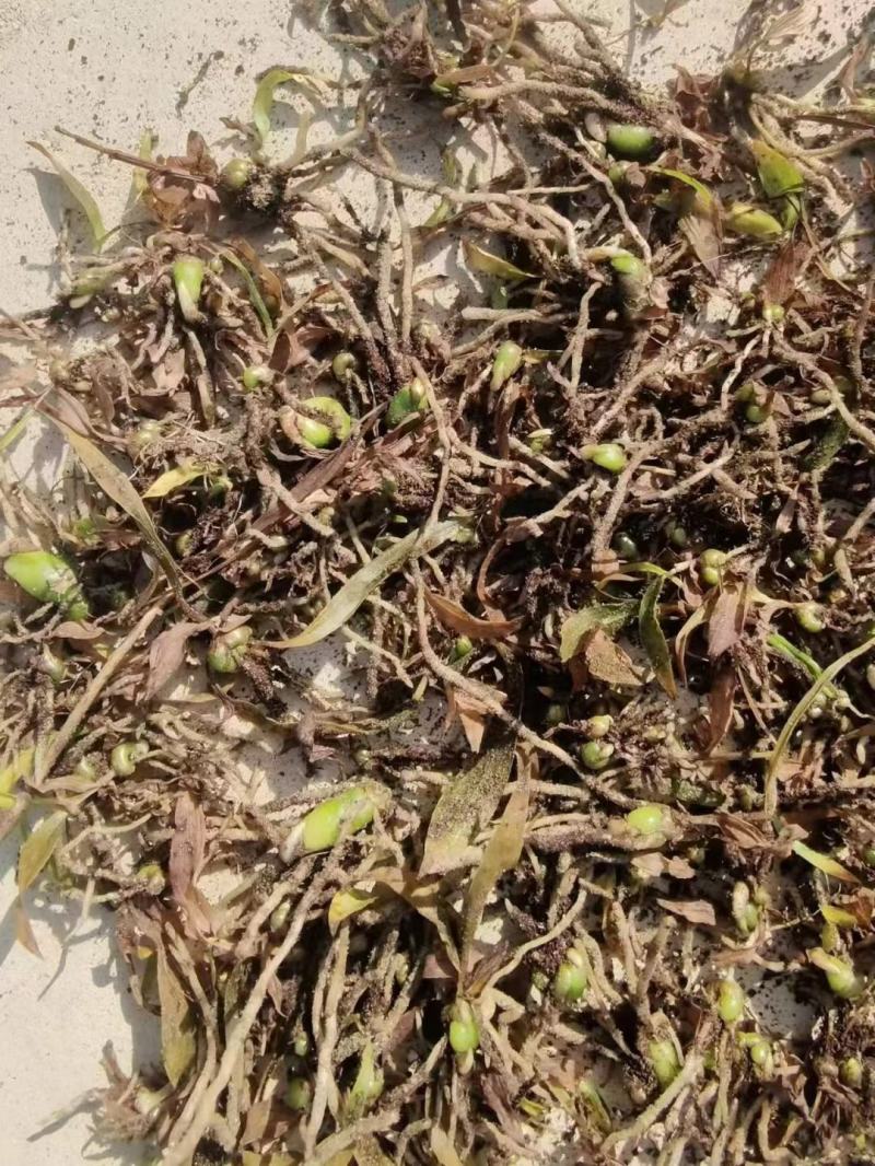 紫花宽叶白芨直播苗，苗龄一年