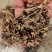 紫花宽叶白芨直播苗，苗龄一年