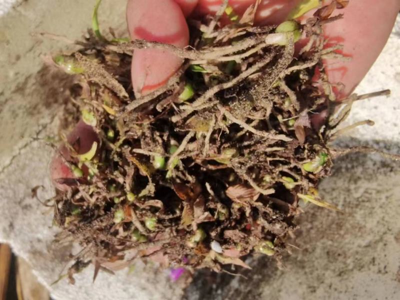 紫花宽叶白芨直播苗，苗龄一年