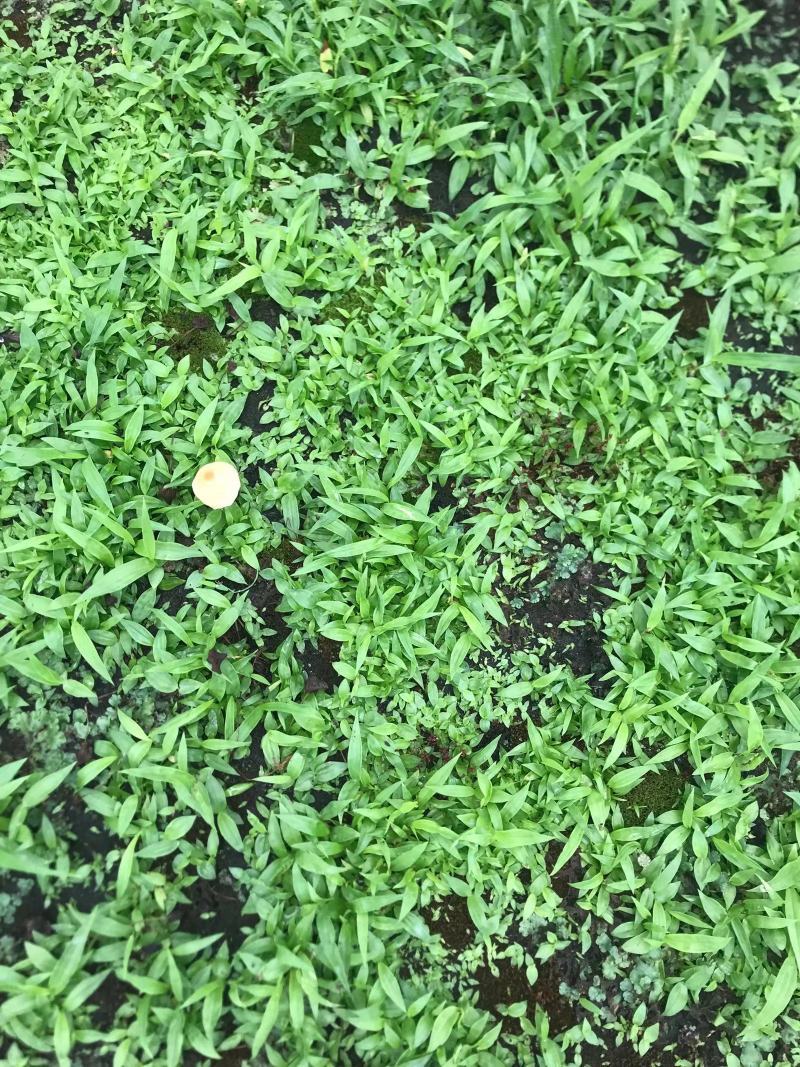 紫花宽叶白芨直播苗，苗龄一年