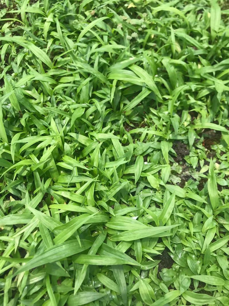 紫花宽叶白芨直播苗，苗龄一年