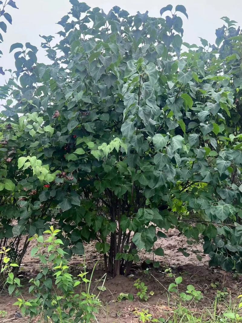 丛生丁香