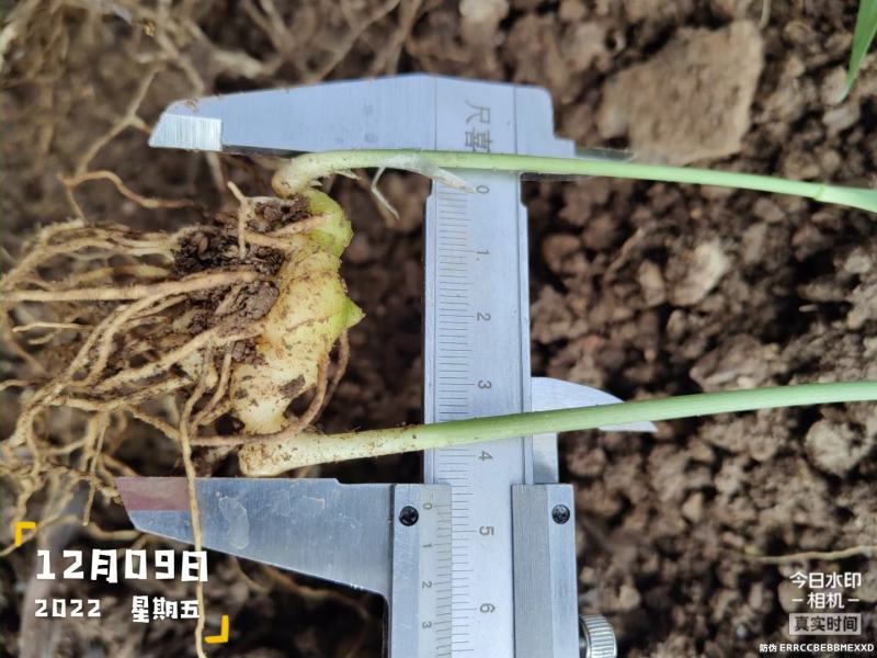 姜型多花四季不倒苗甜黄精，苗龄两年以上
