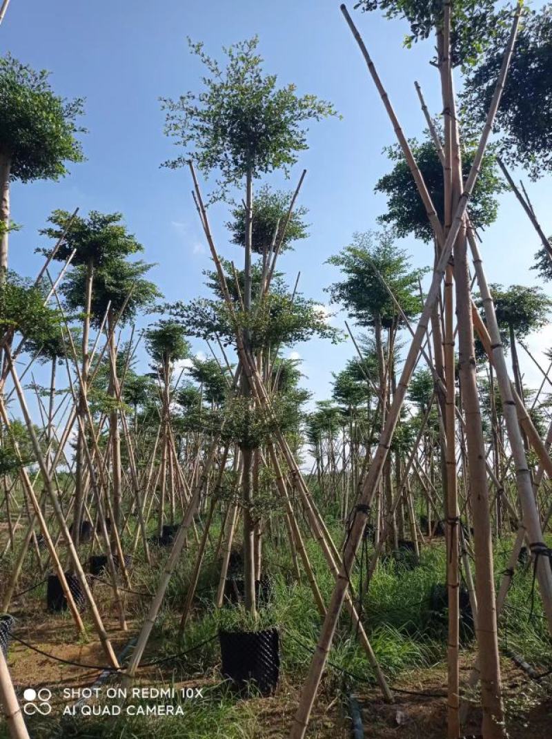 小叶榄仁
