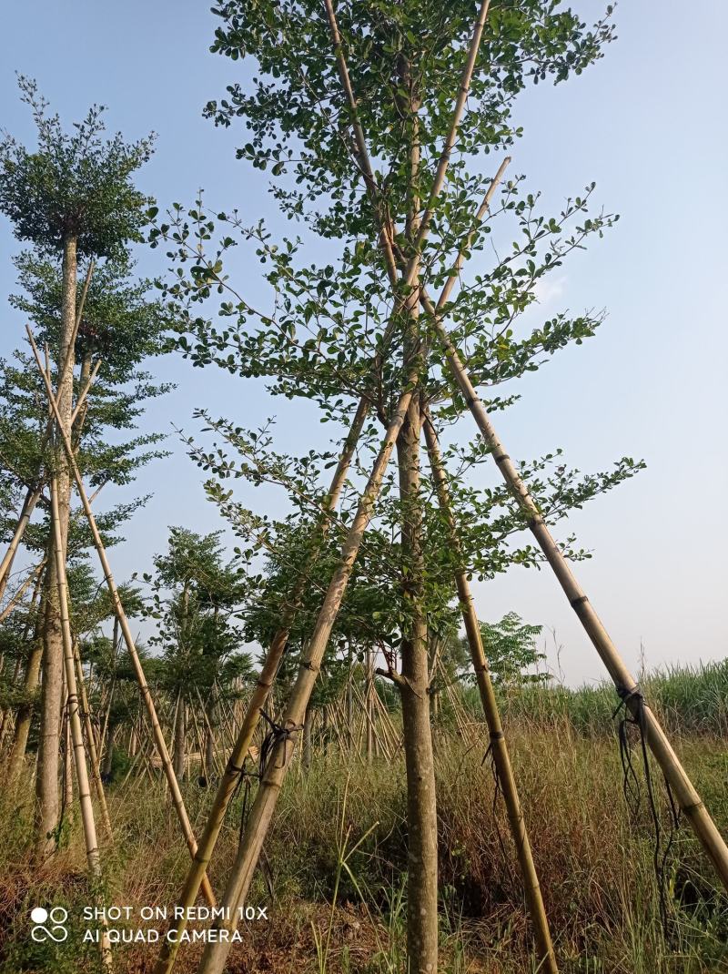 小叶榄仁