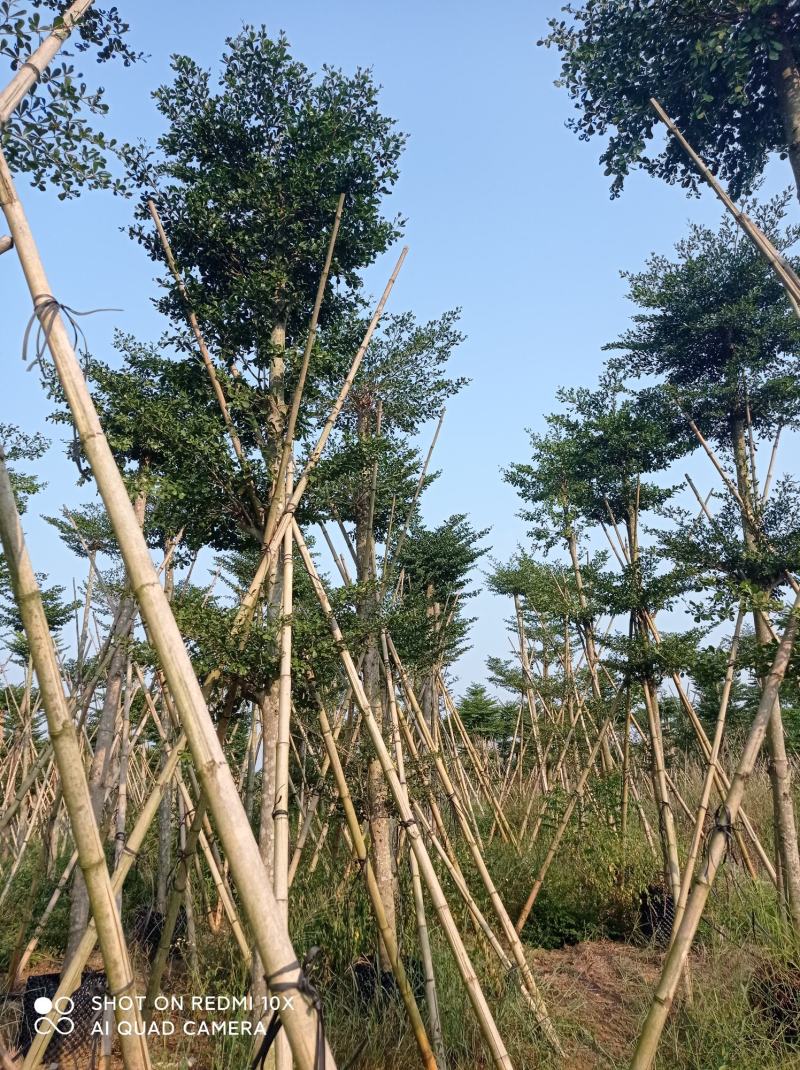 小叶榄仁